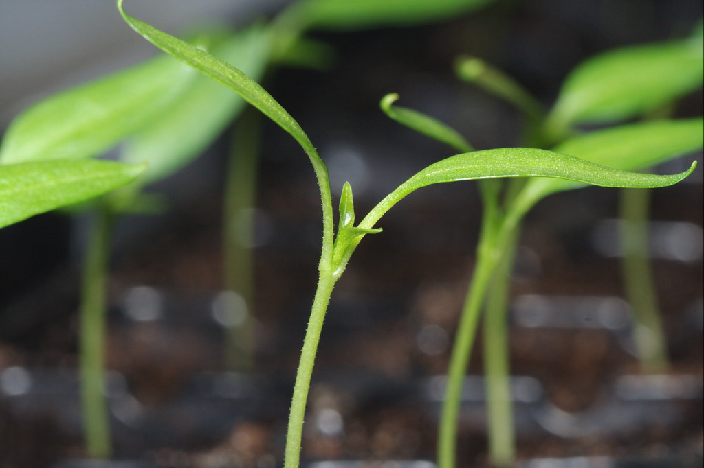 Chilli Plants Week 3 - 3