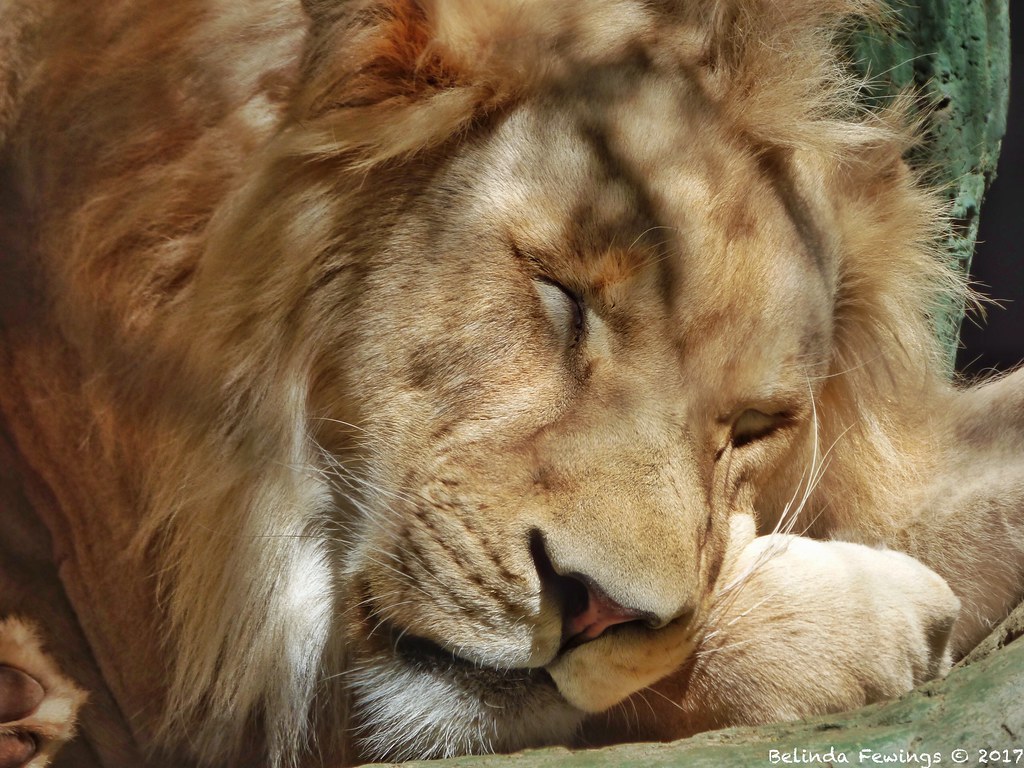 Lion Nap